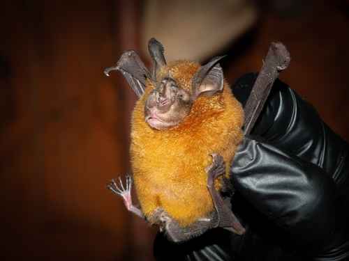 acuminate horseshoe bat