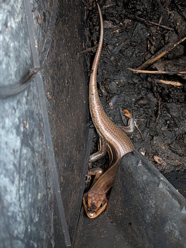 Broad-headed Skink observed by evafiallosdiaz