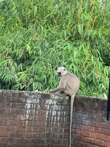 Nepal Sacred Langur
