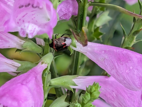 Twice-stabbed Stink Bug