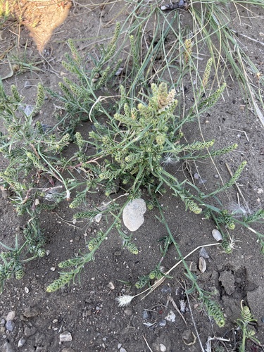 american bugseed