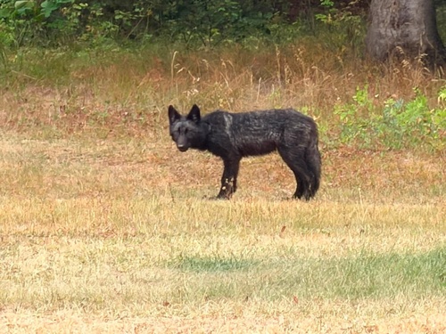 Gray Wolf