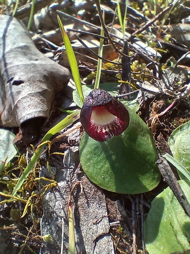 slaty helmet-orchid