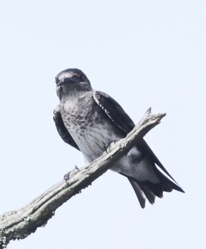Purple Martin observed by arisingunder