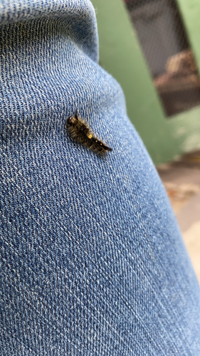 Rusty Tussock Moth
