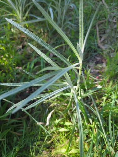 cotton burnweed