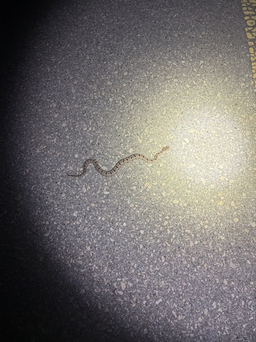 Western Pygmy Rattlesnake