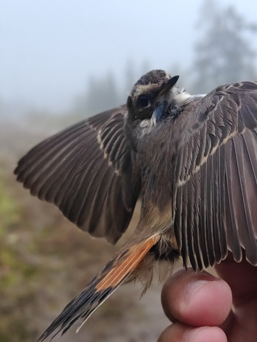 Bluethroat