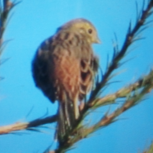 Yellowhammer