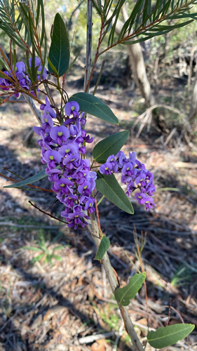 False Sarsaparilla