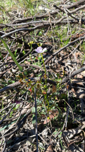 Tall sundew