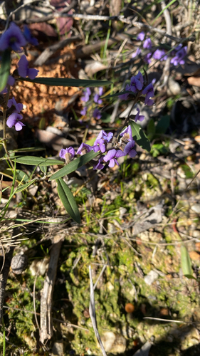 common hovea