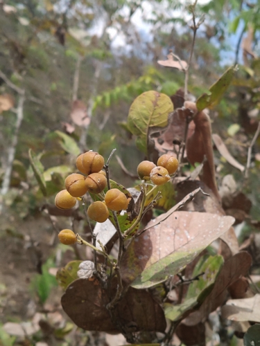 Davilla elliptica