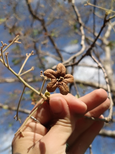 Cordia glabrata