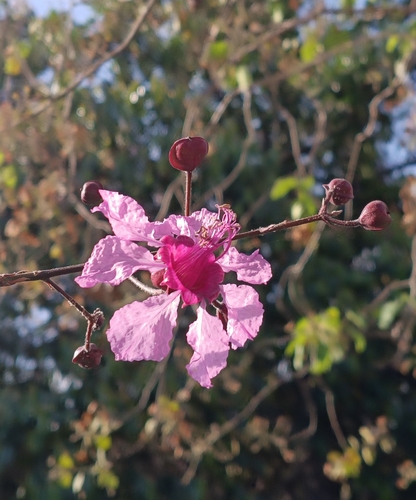 Physocalymma scaberrimum