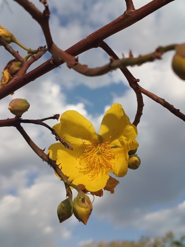 Cochlospermum regium