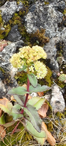 Great Stonecrop
