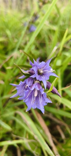 willow gentian