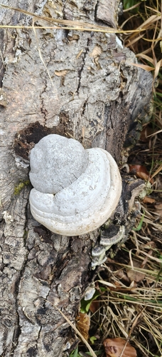 Hoof Fungus
