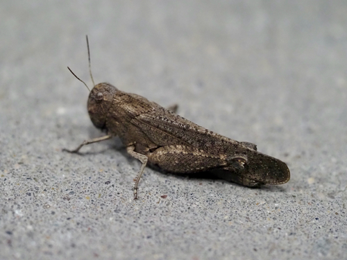 Red-winged Grasshopper