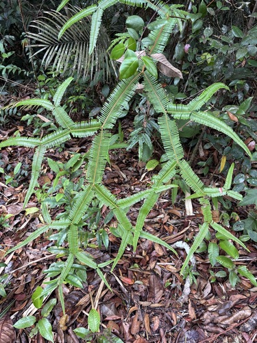 Sticherus truncatus