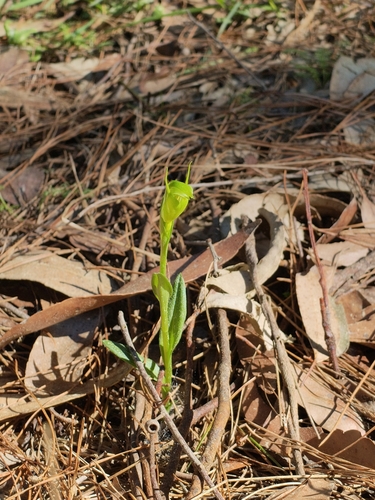 Australian mountain greenhood