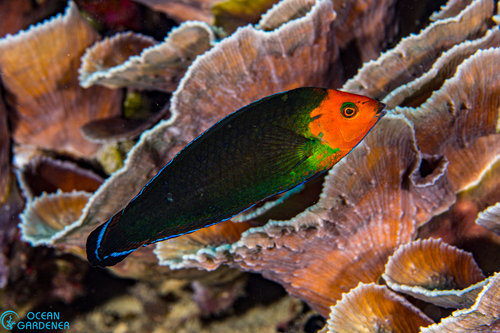 Red-head Wrasse
