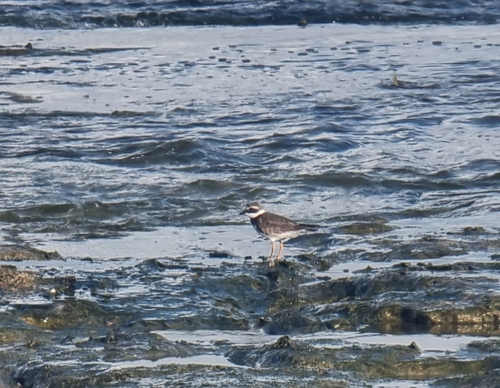 Common Ringed Plover