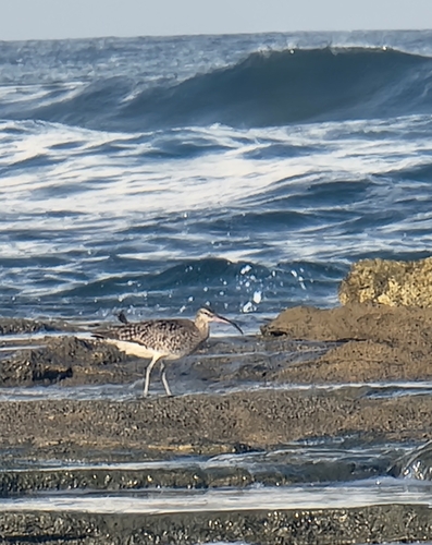 Eurasian Whimbrel