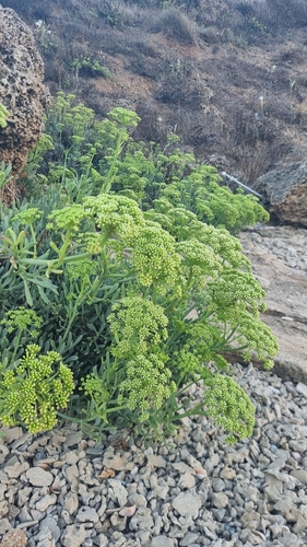 rock samphire