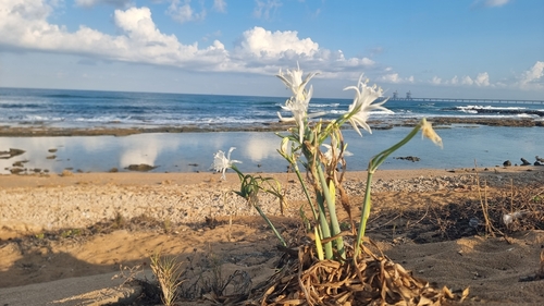 Sea Daffodil