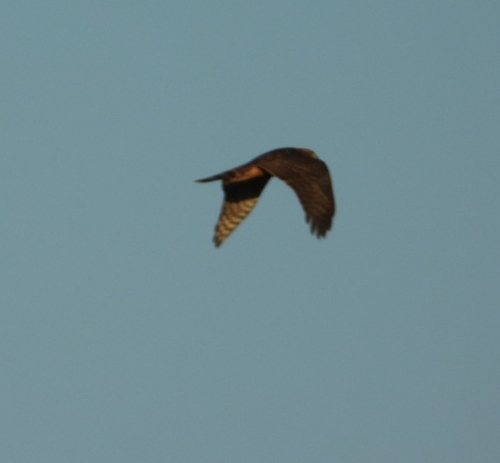 Eurasian Sparrowhawk