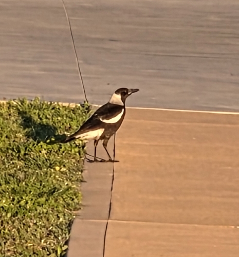 Australian Magpie