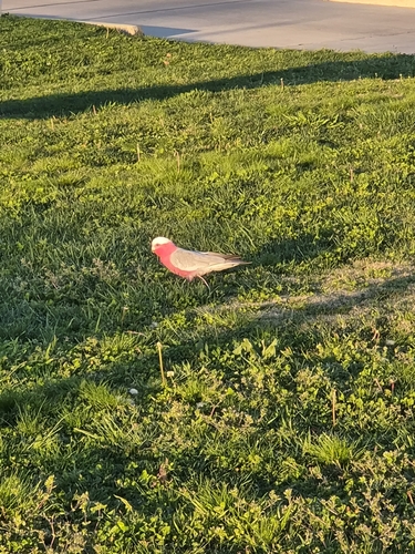 Galah