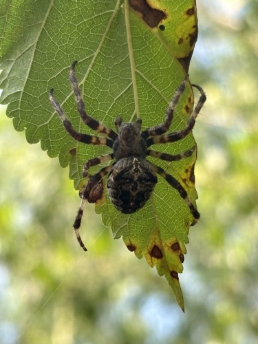 Angular Orbweaver Spider