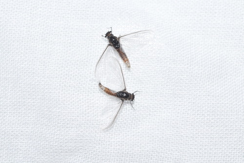 Caenis luctuosa
