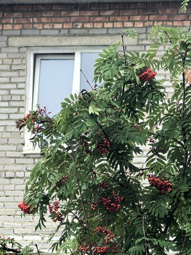 European mountain ash