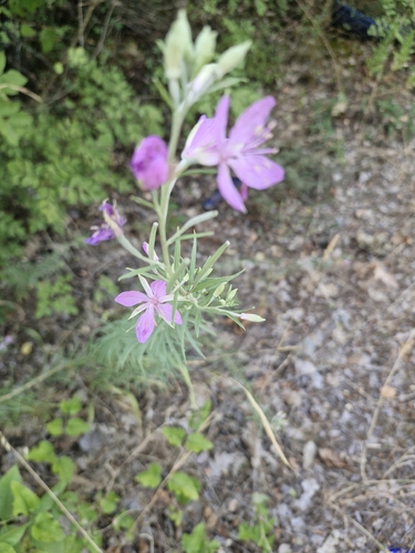 Rosemary-leaved Willowherb