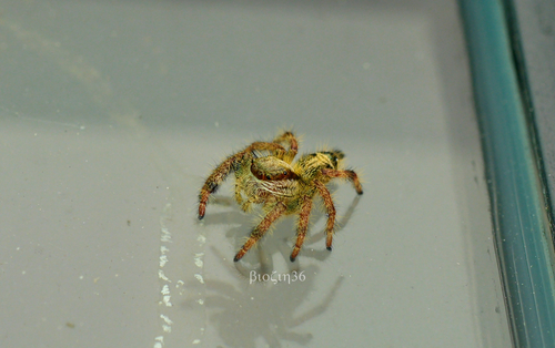 Hyllus qishuoi