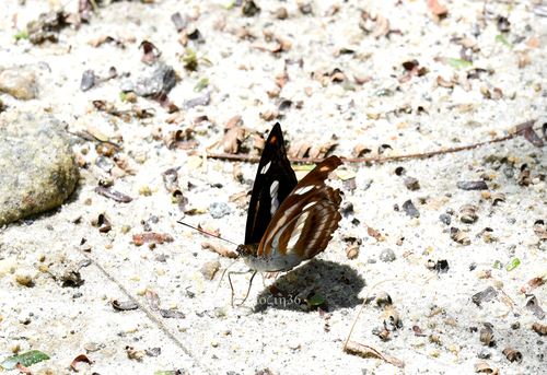 Orange Staff Sergeant Butterfly