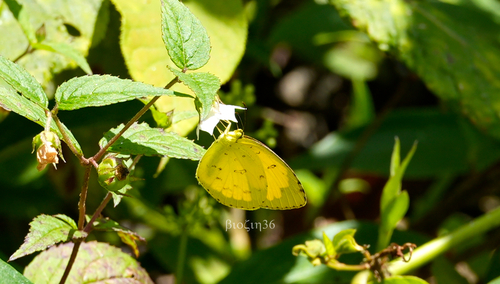 Common Grass Yellow