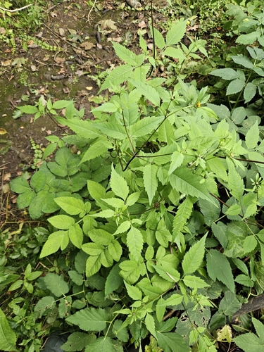 Devil's Beggarticks