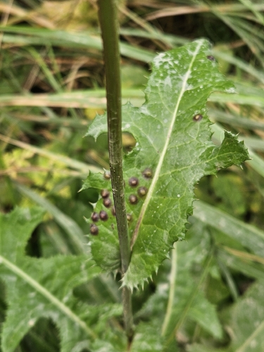 Cystiphora sonchi