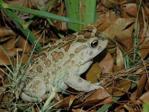 Mauritanian Toad