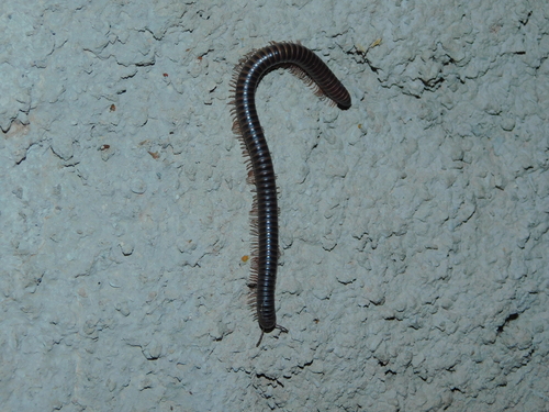 Odontostreptus maroccanus