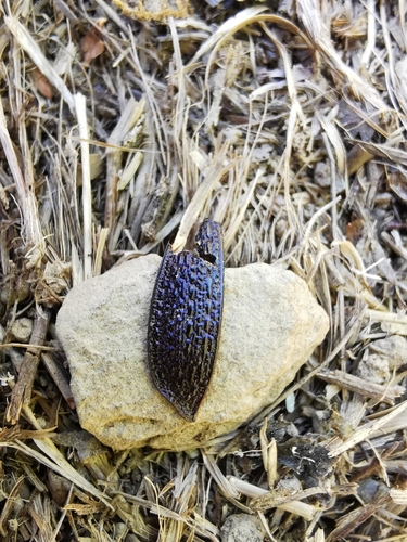 Blue Ground Beetle