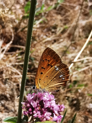 Scarce Copper