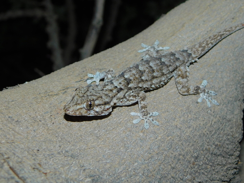 Tarentola mauritanica juliae