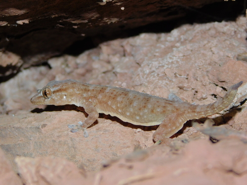Morocco Wall Gecko