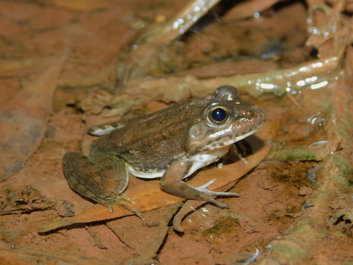 Sahara Frog